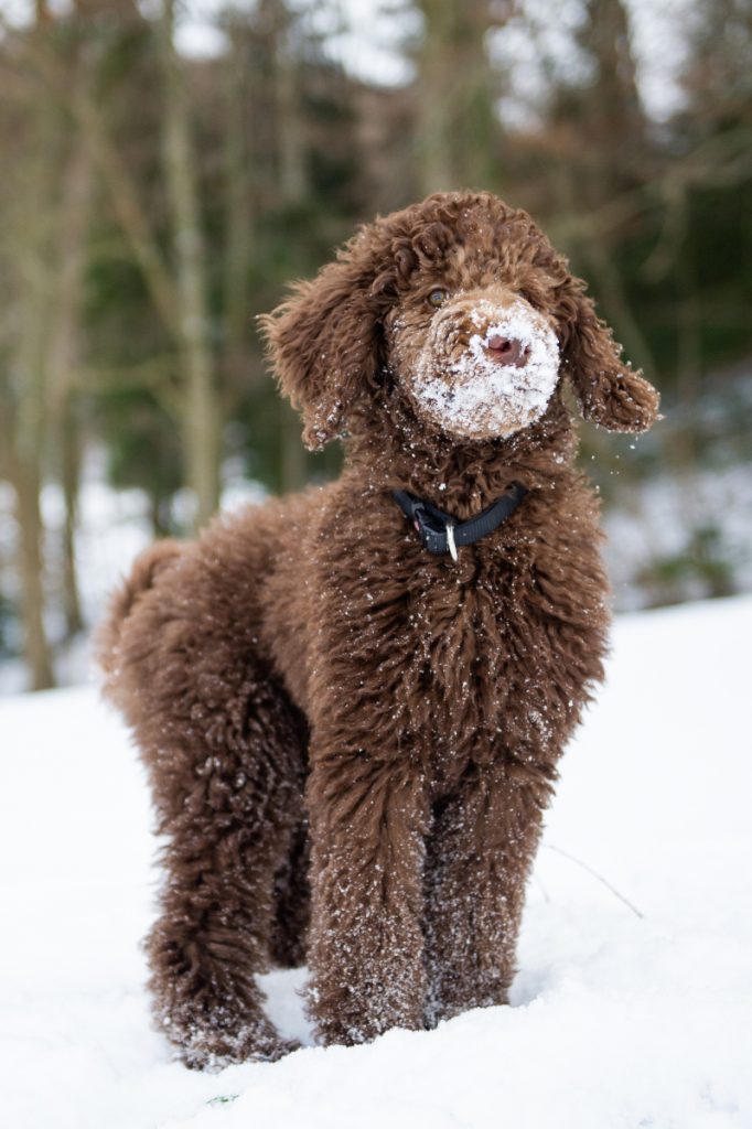 Long curly haired guide dog stands in the snow. 